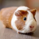 guinea pig wallpapers android application logo